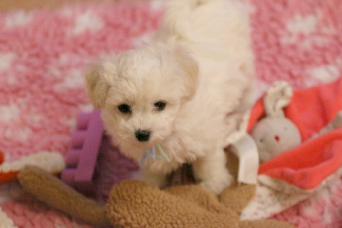 de la Felhotte - Chiots disponibles - Bichon Frise