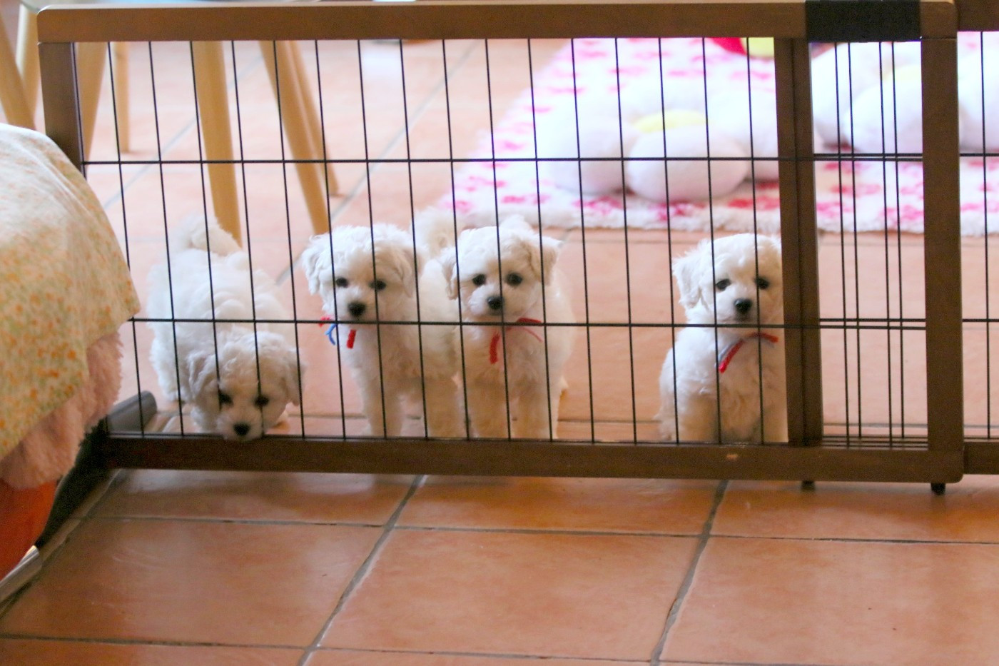 de la Felhotte - Bichon Frise - Portée née le 28/11/2025