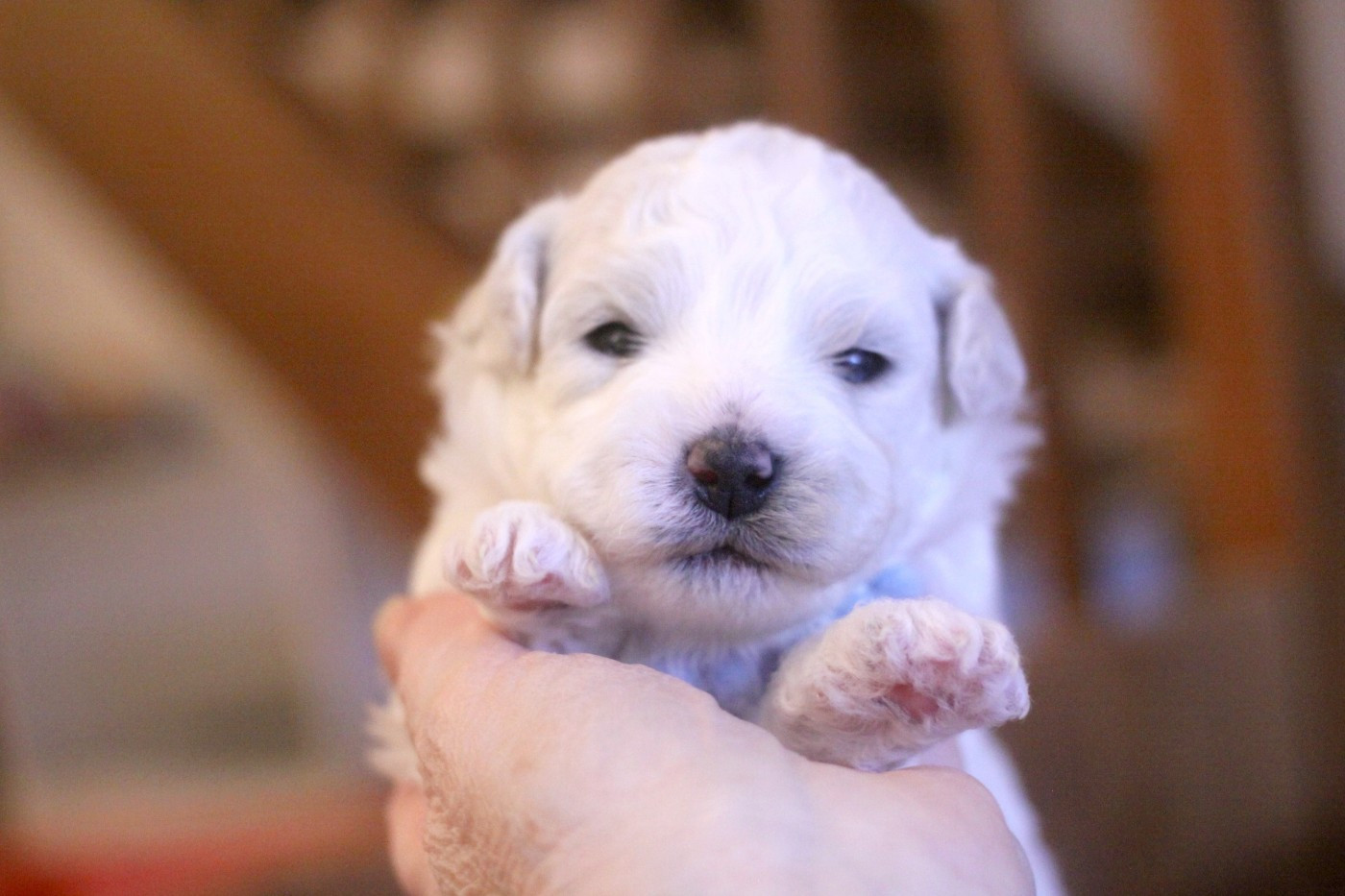 de la Felhotte - Chiots disponibles - Bichon Frise