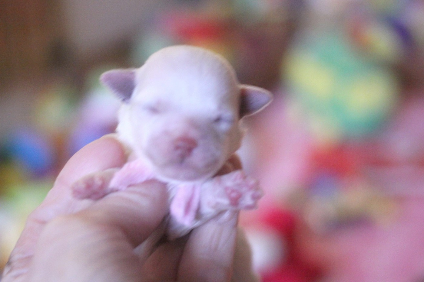 de la Felhotte - Chiots disponibles - Bichon Frise