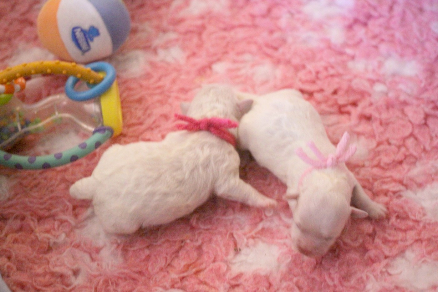 de la Felhotte - Bichon Frise - Portée née le 30/01/2026