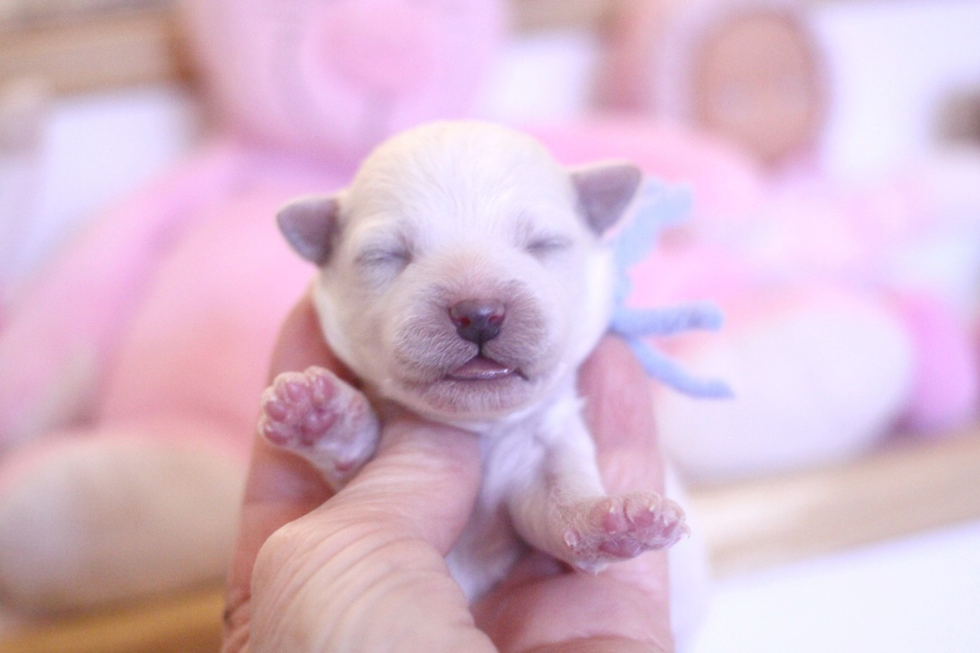 de la Felhotte - Chiots disponibles - Bichon Frise