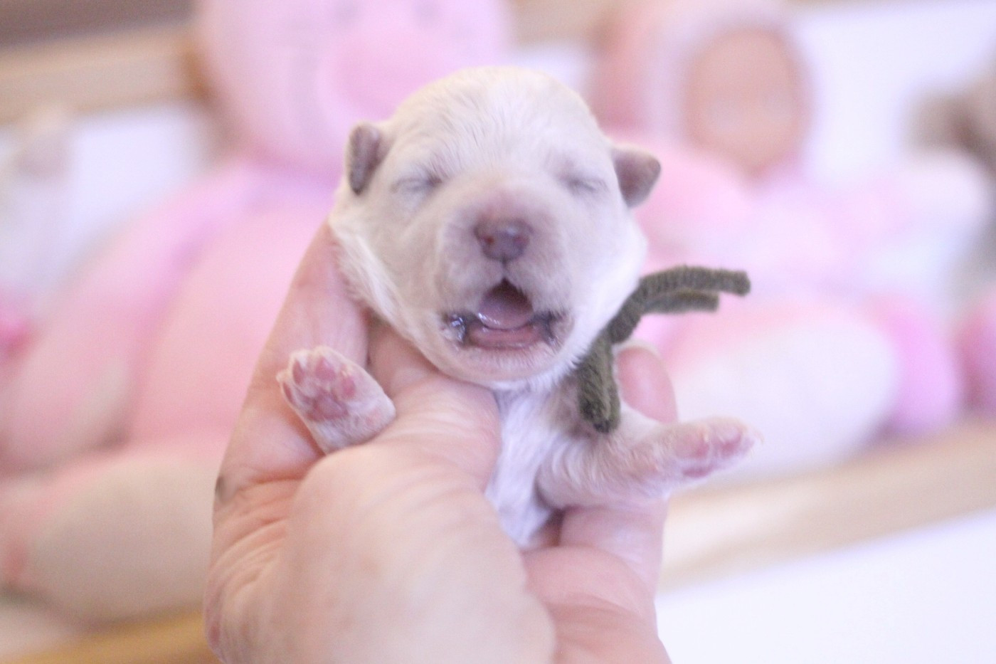 de la Felhotte - Chiots disponibles - Bichon Frise