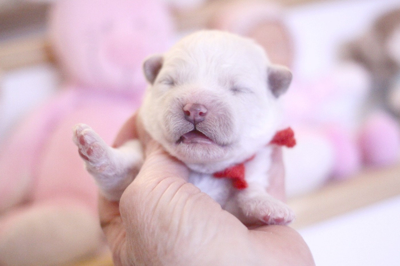 de la Felhotte - Chiots disponibles - Bichon Frise