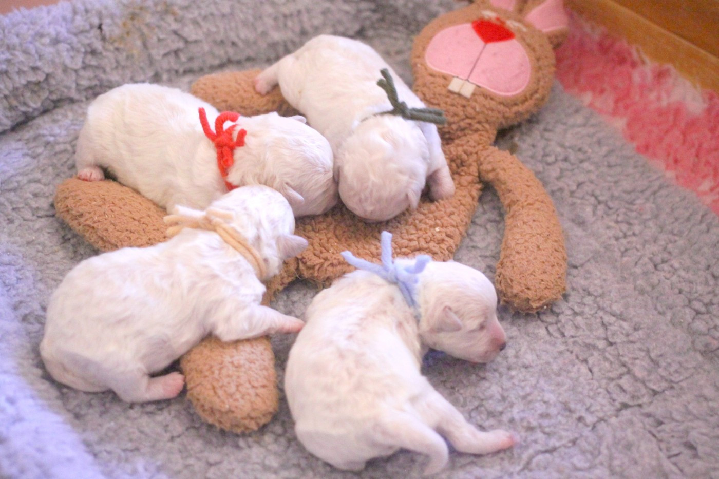 de la Felhotte - Bichon Frise - Portée née le 27/01/2026