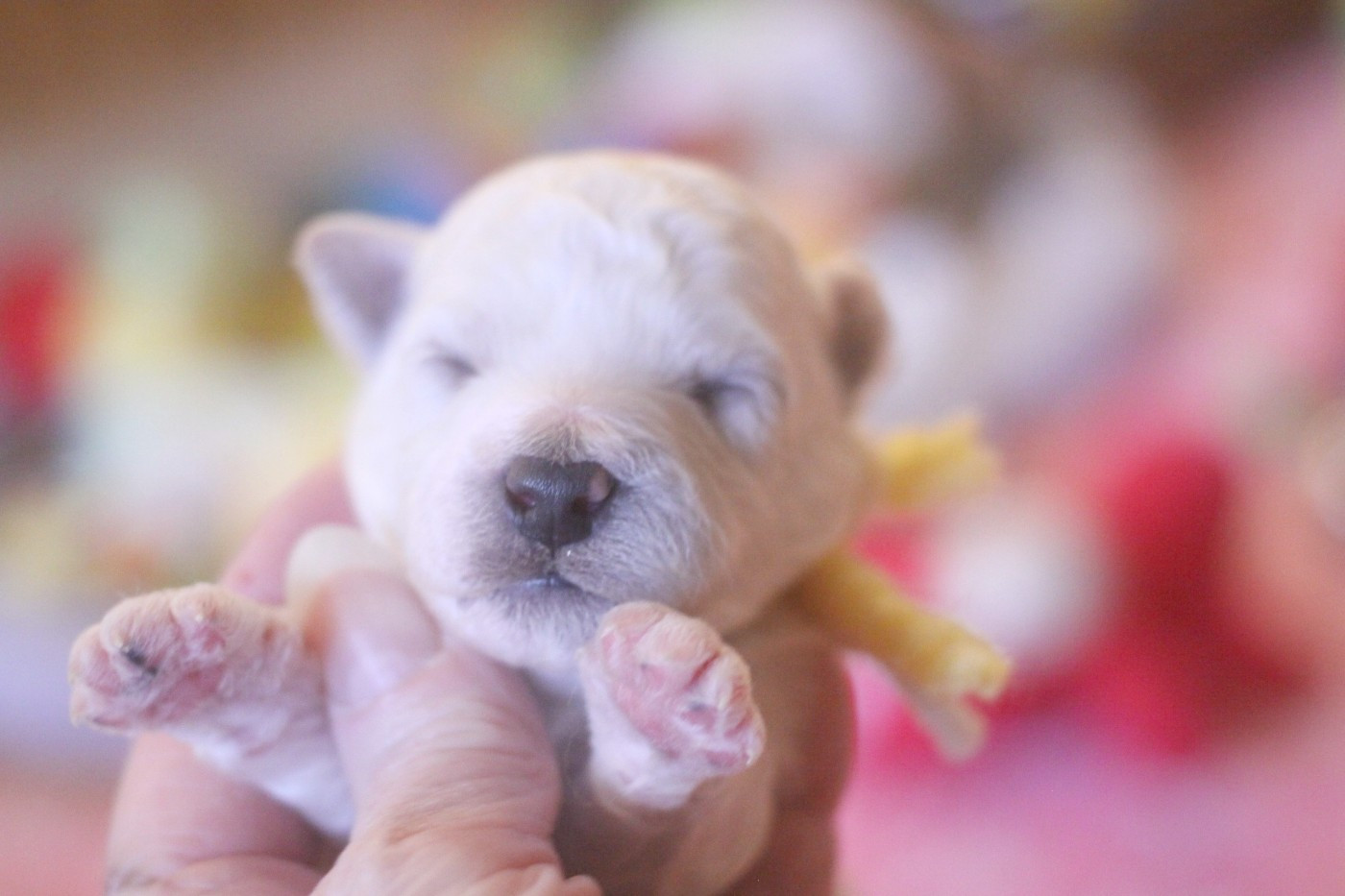 de la Felhotte - Chiots disponibles - Bichon Frise