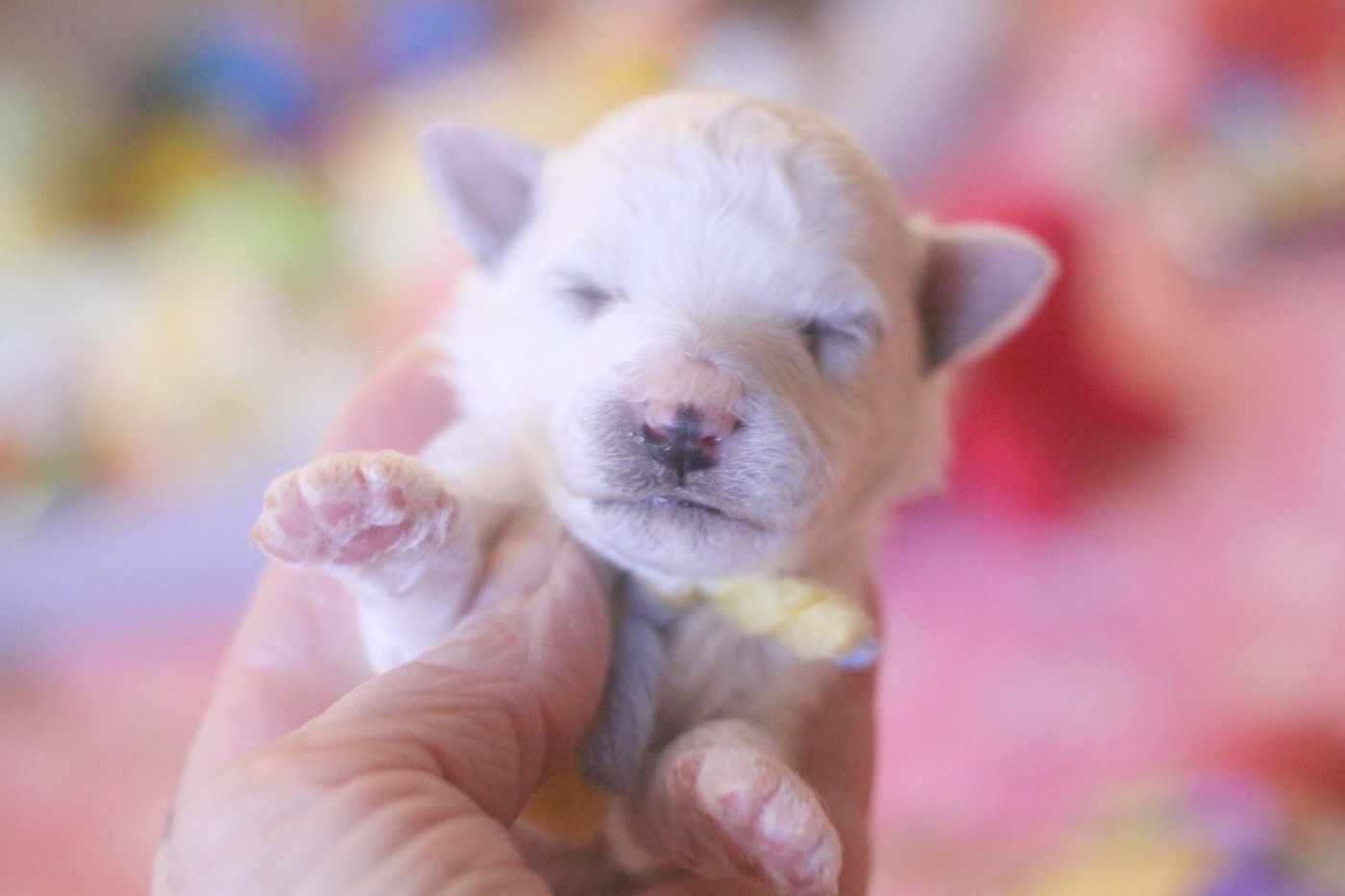 de la Felhotte - Chiots disponibles - Bichon Frise