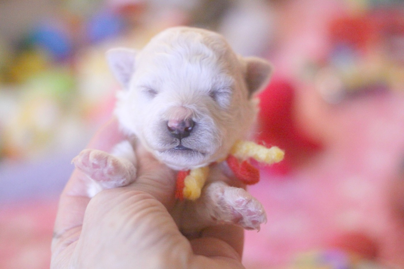 de la Felhotte - Chiots disponibles - Bichon Frise