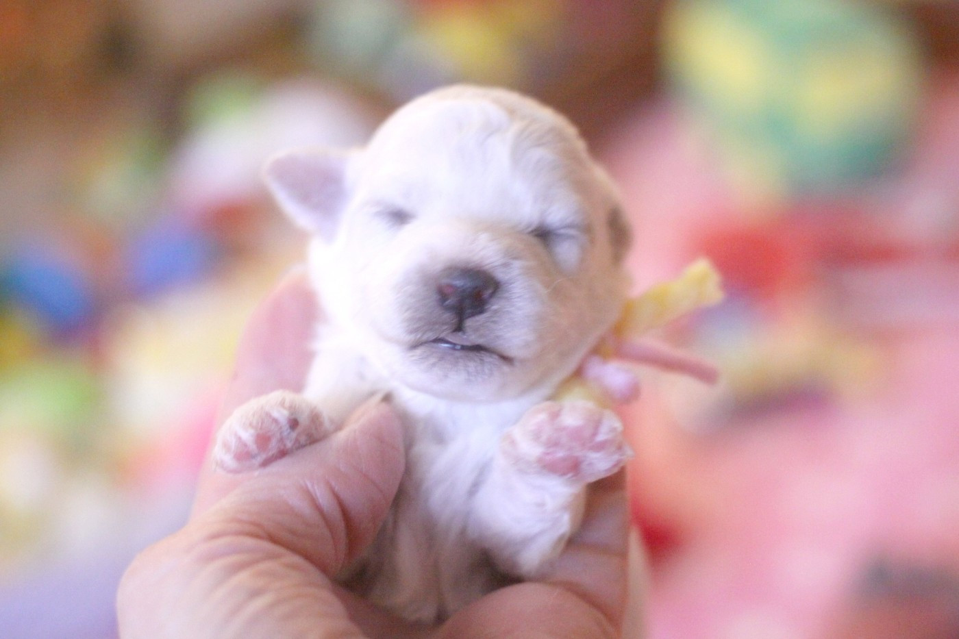 de la Felhotte - Chiots disponibles - Bichon Frise