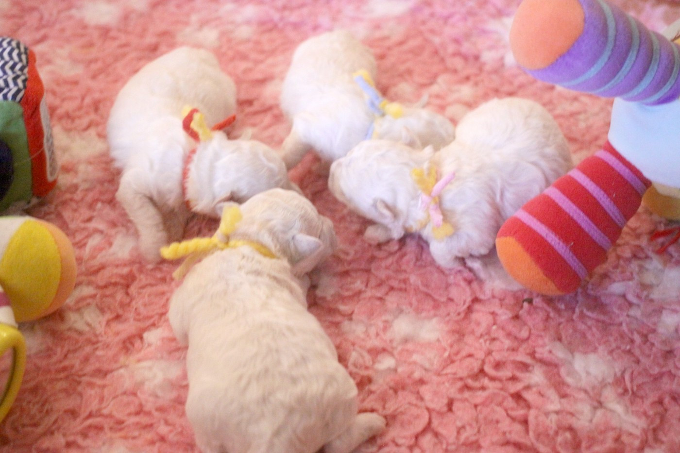 de la Felhotte - Bichon Frise - Portée née le 22/01/2026