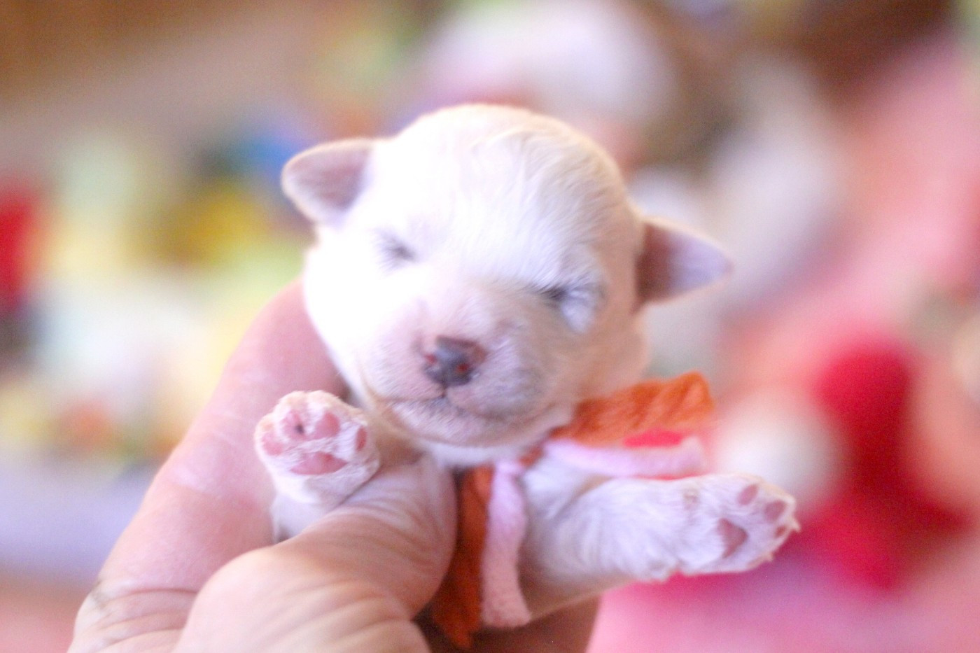 de la Felhotte - Bichon Frise - Portée née le 26/01/2026