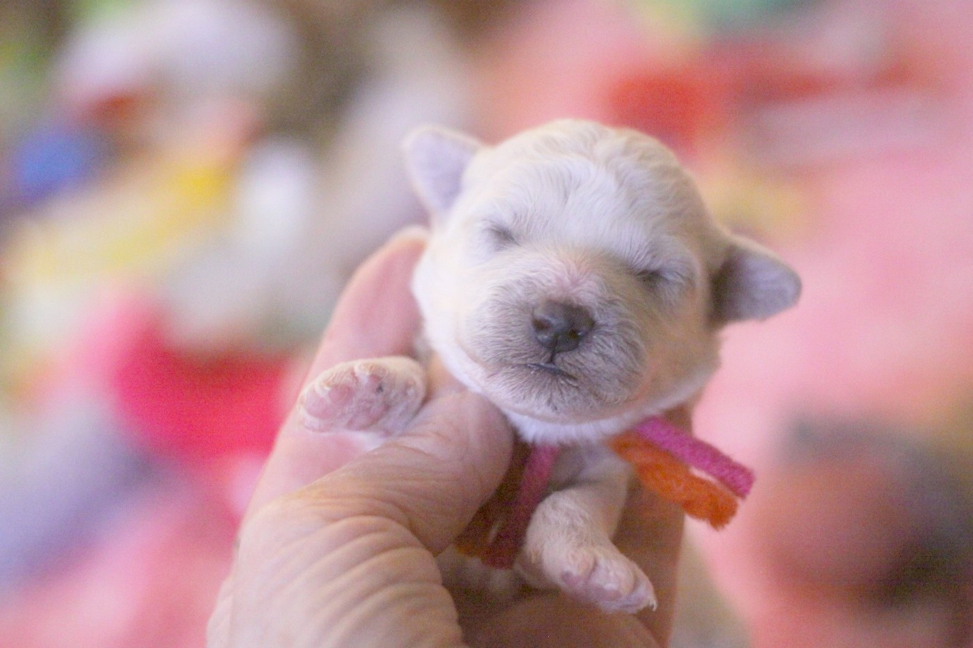 de la Felhotte - Chiots disponibles - Bichon Frise