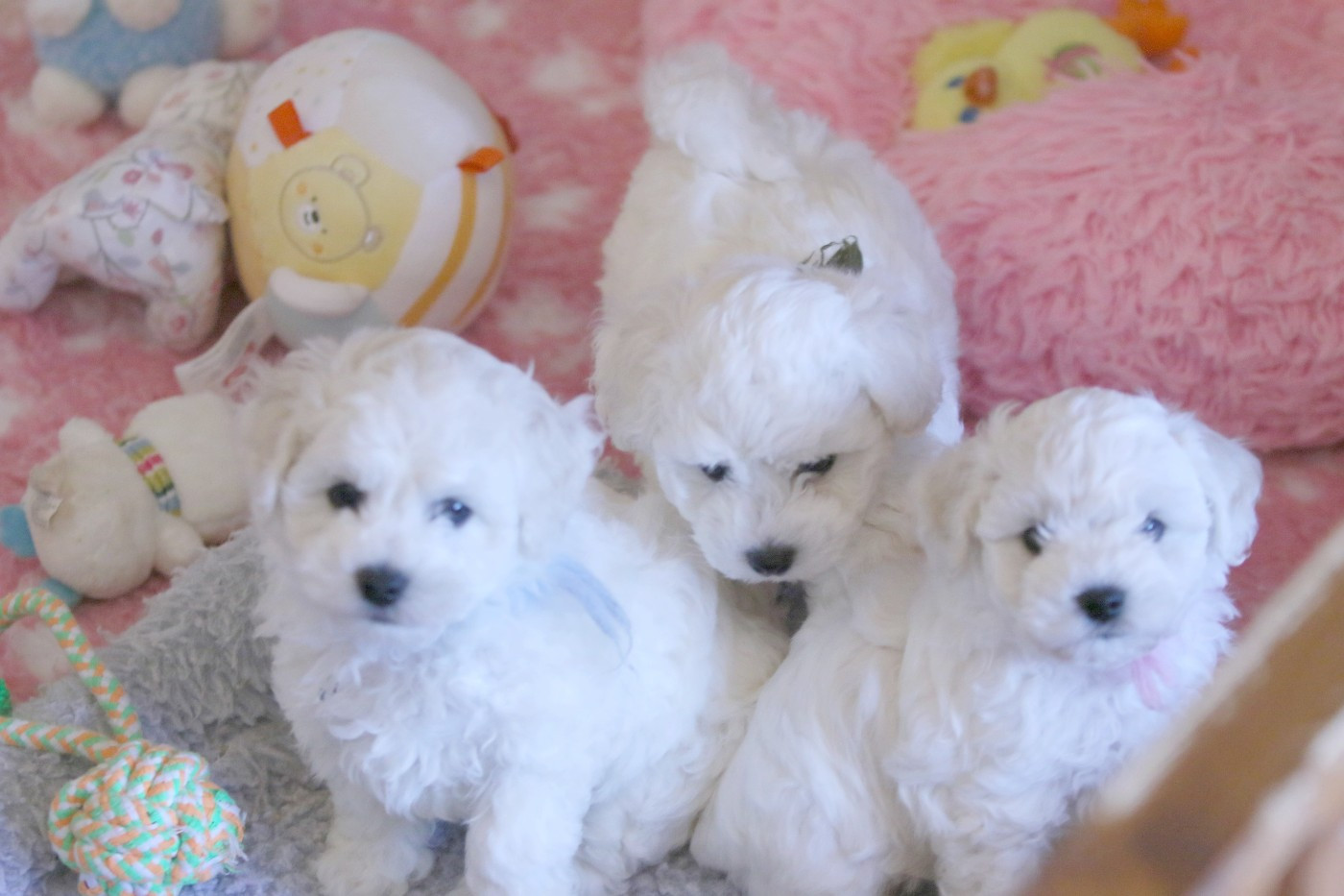 de la Felhotte - Bichon Frise - Portée née le 10/01/2026