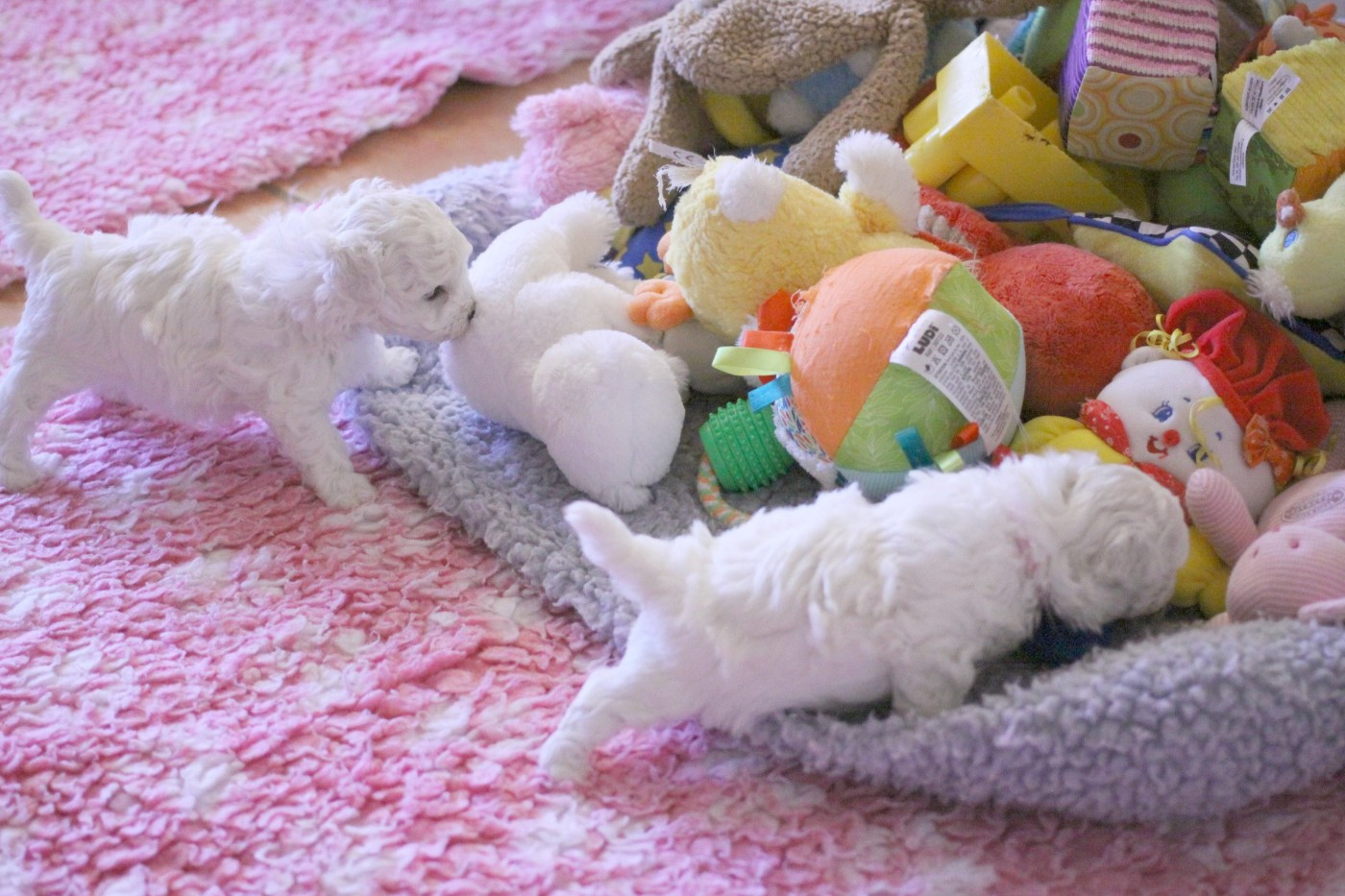 de la Felhotte - Bichon Frise - Portée née le 30/01/2026