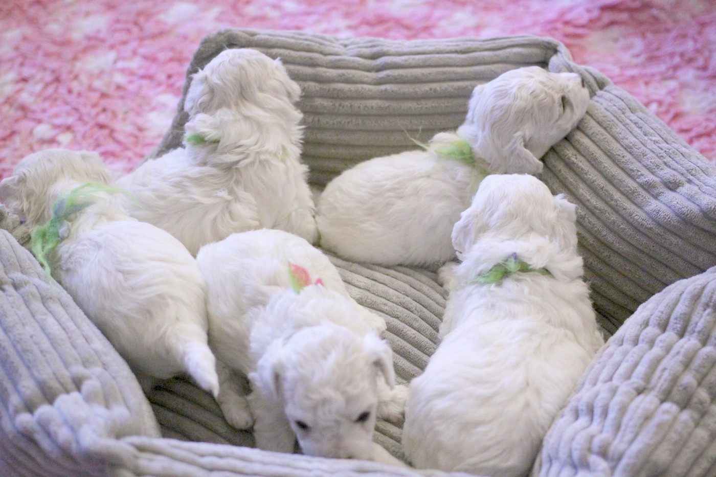 de la Felhotte - Bichon Frise - Portée née le 02/02/2026