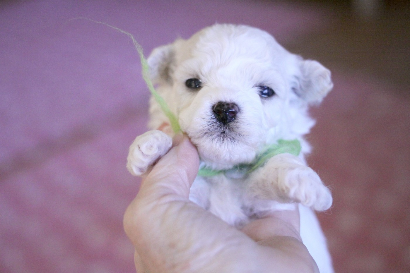 de la Felhotte - Chiots disponibles - Bichon Frise