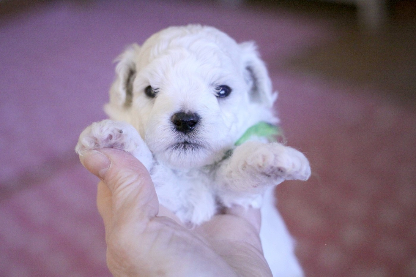 de la Felhotte - Chiots disponibles - Bichon Frise