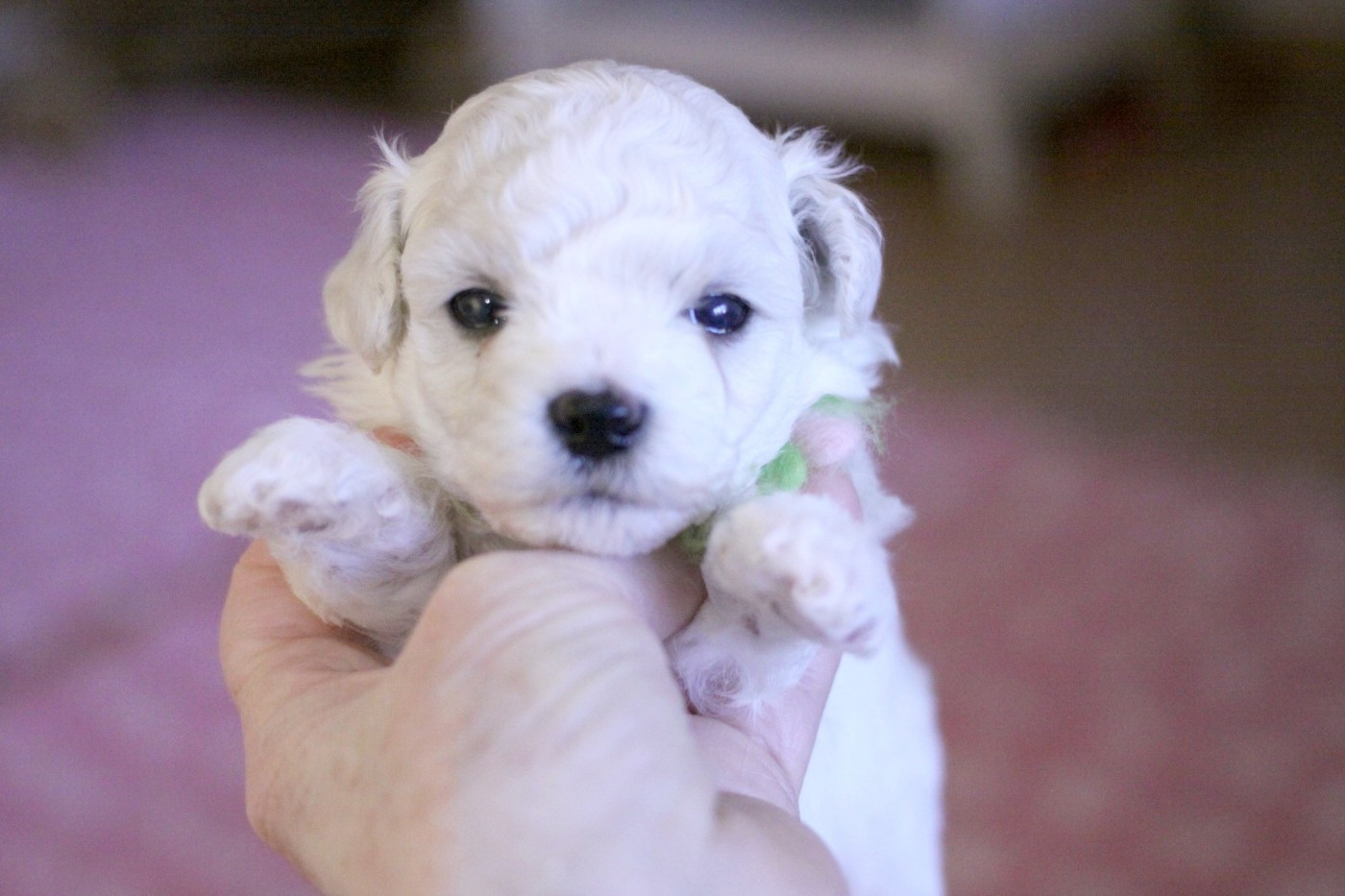 de la Felhotte - Chiots disponibles - Bichon Frise