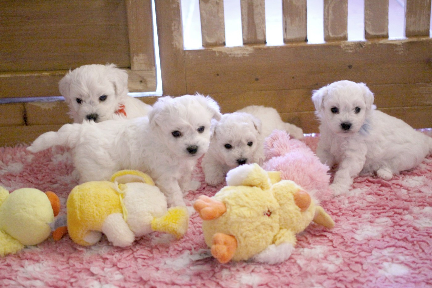 de la Felhotte - Bichon Frise - Portée née le 27/01/2026