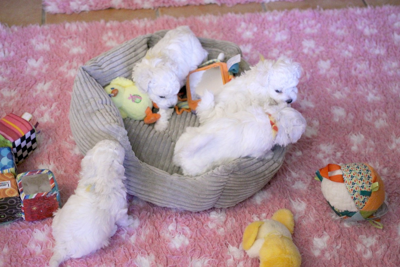 de la Felhotte - Bichon Frise - Portée née le 22/01/2026