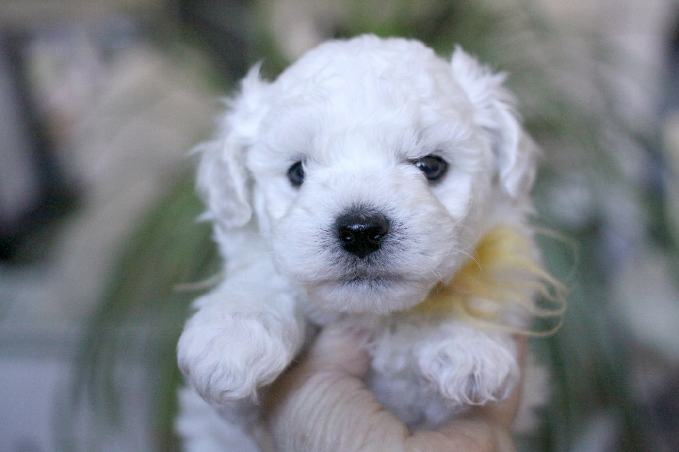 de la Felhotte - Chiots disponibles - Bichon Frise