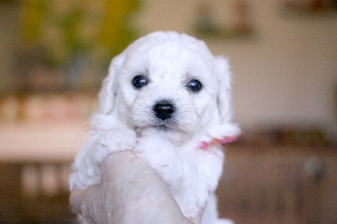 de la Felhotte - Bichon Frise - Portée née le 26/01/2026