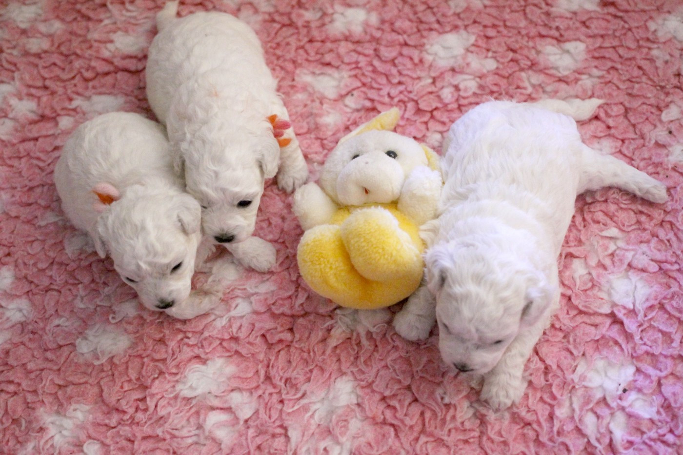 de la Felhotte - Bichon Frise - Portée née le 08/02/2026