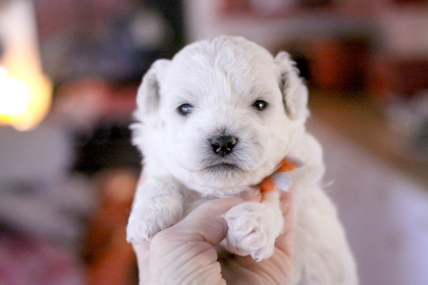 de la Felhotte - Chiots disponibles - Bichon Frise
