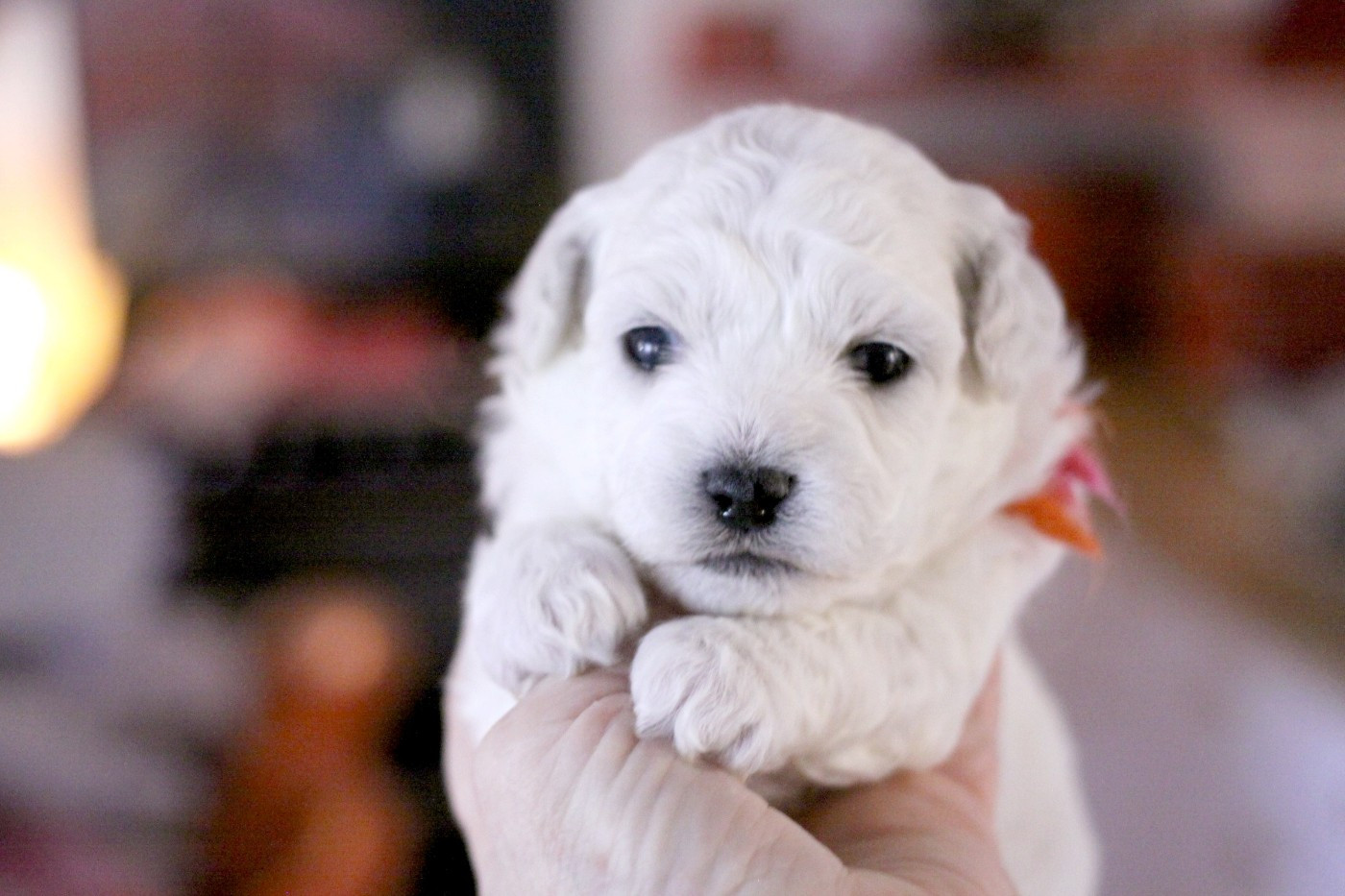 de la Felhotte - Chiots disponibles - Bichon Frise