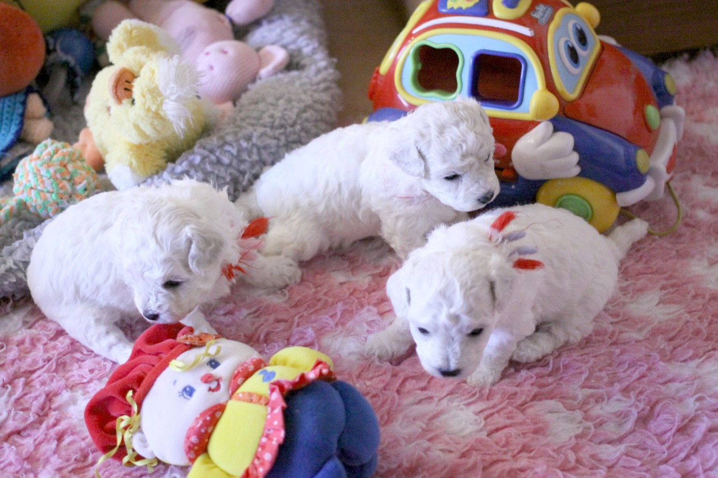 de la Felhotte - Bichon Frise - Portée née le 05/02/2026