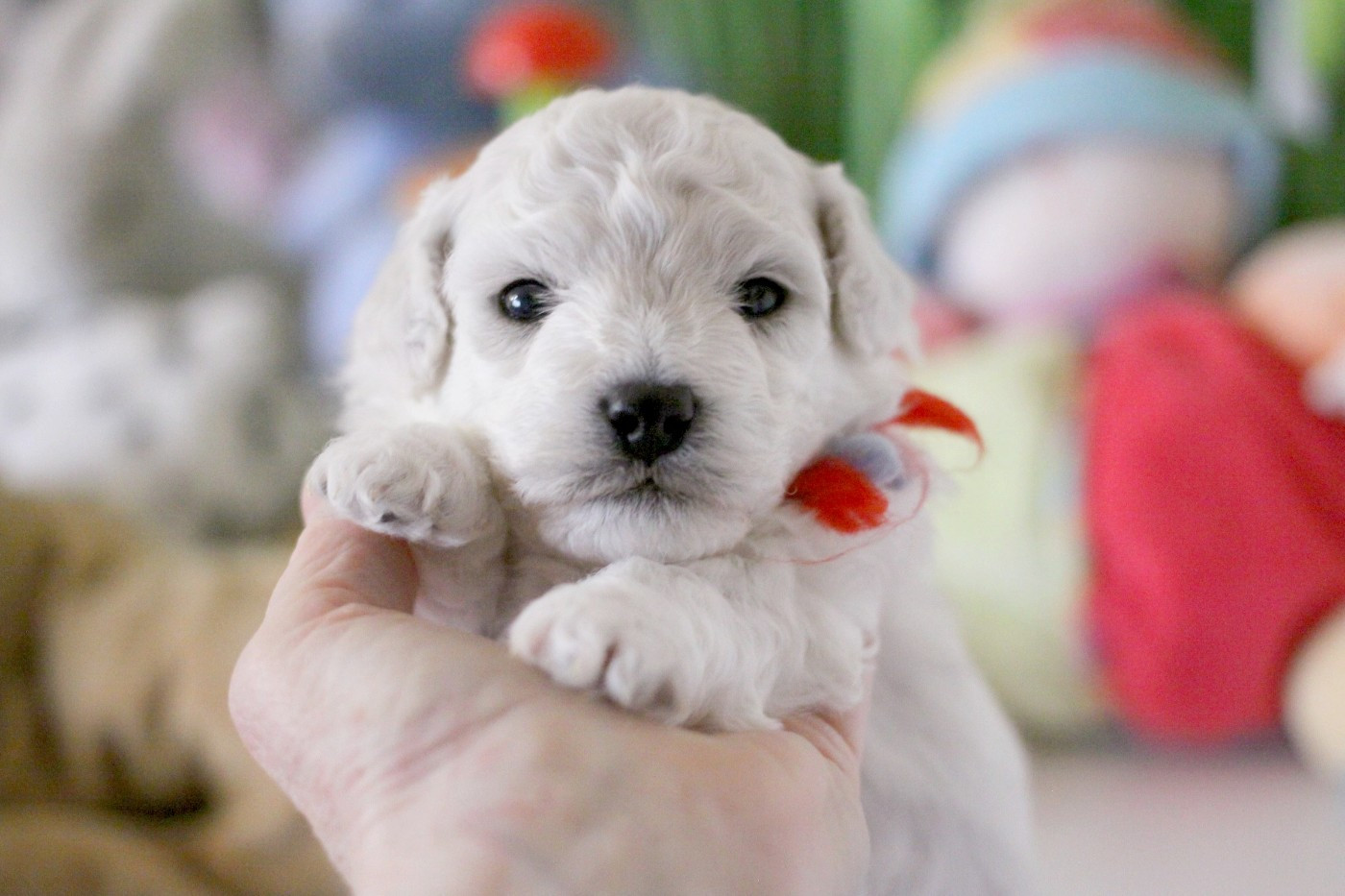 de la Felhotte - Chiots disponibles - Bichon Frise