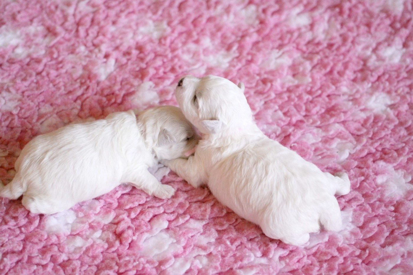 Chiot Bichon Frise de la Felhotte