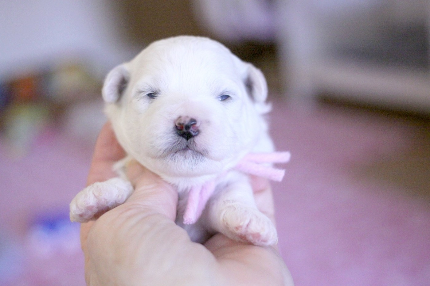 de la Felhotte - Chiots disponibles - Bichon Frise