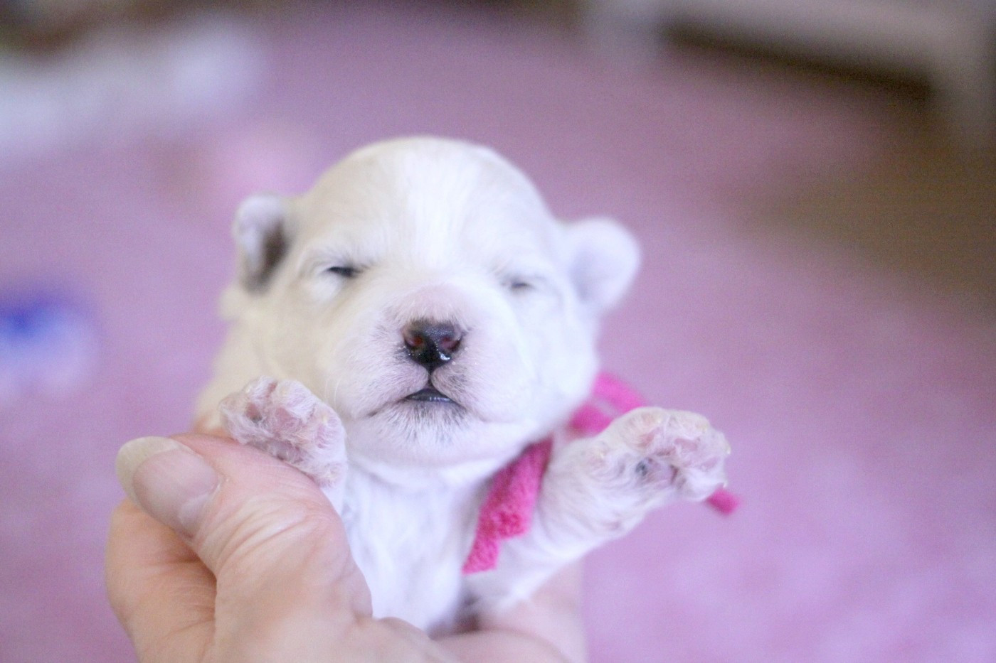 de la Felhotte - Chiots disponibles - Bichon Frise