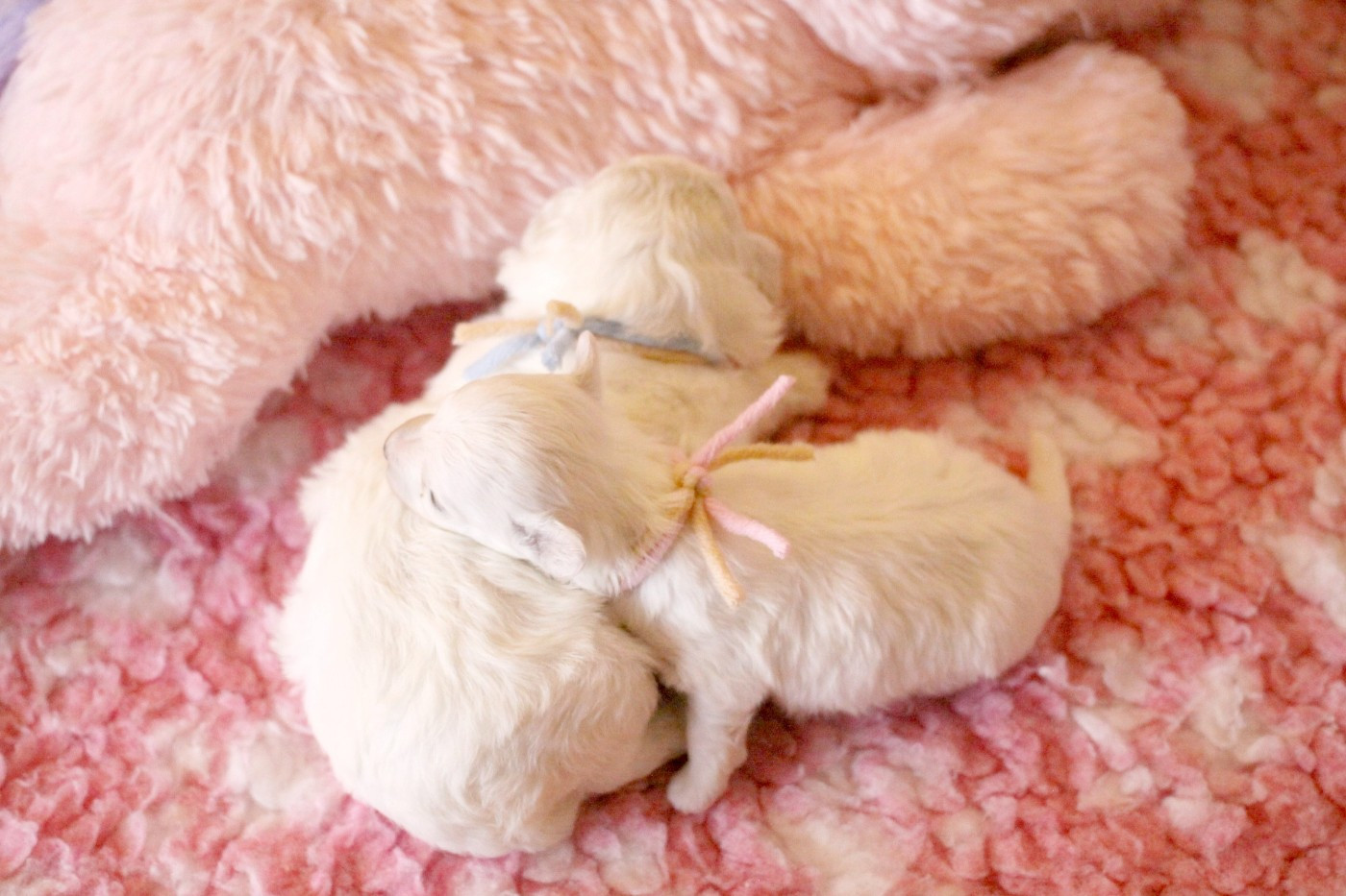 Chiot Bichon Frise de la Felhotte