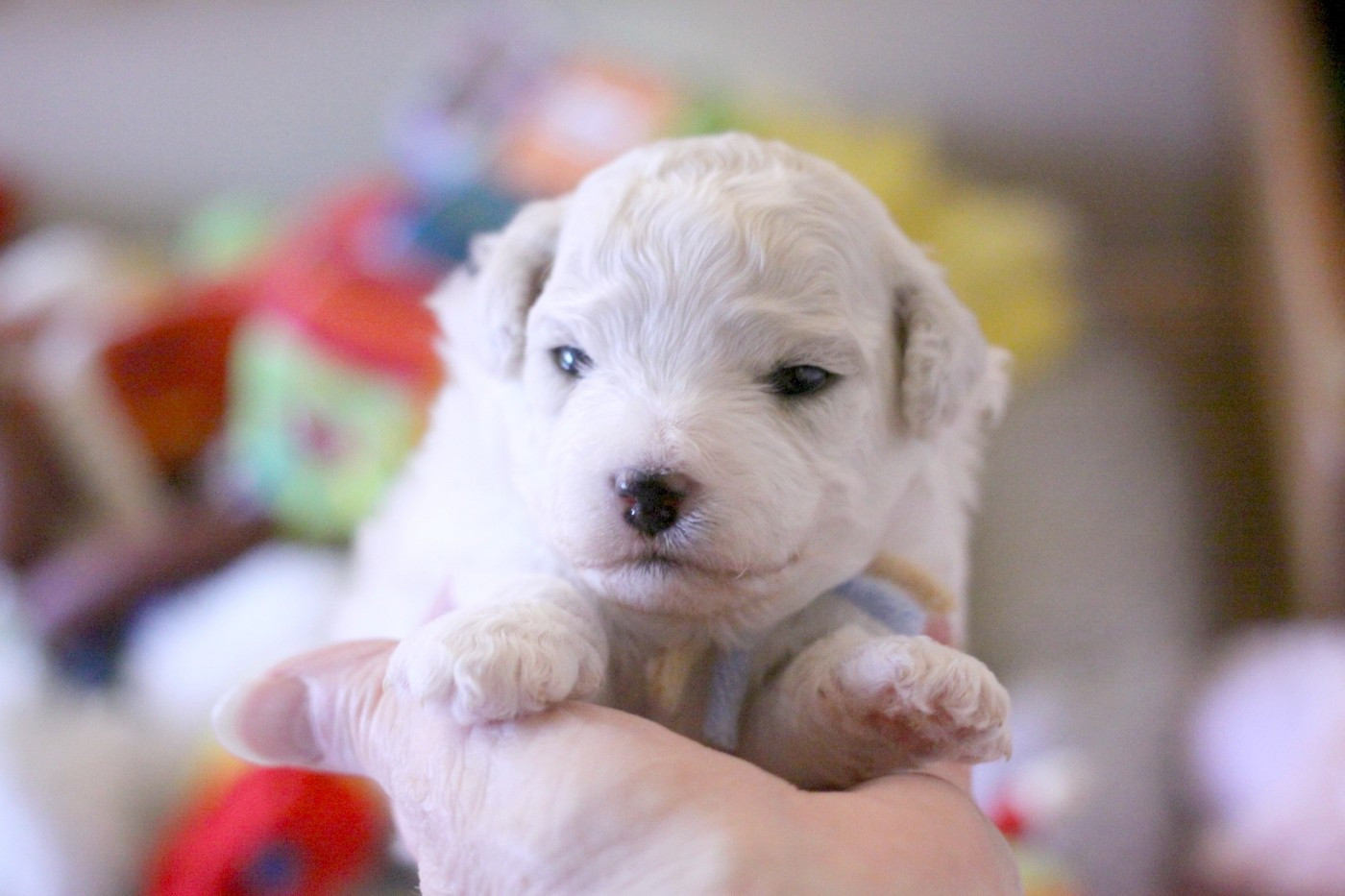de la Felhotte - Chiots disponibles - Bichon Frise
