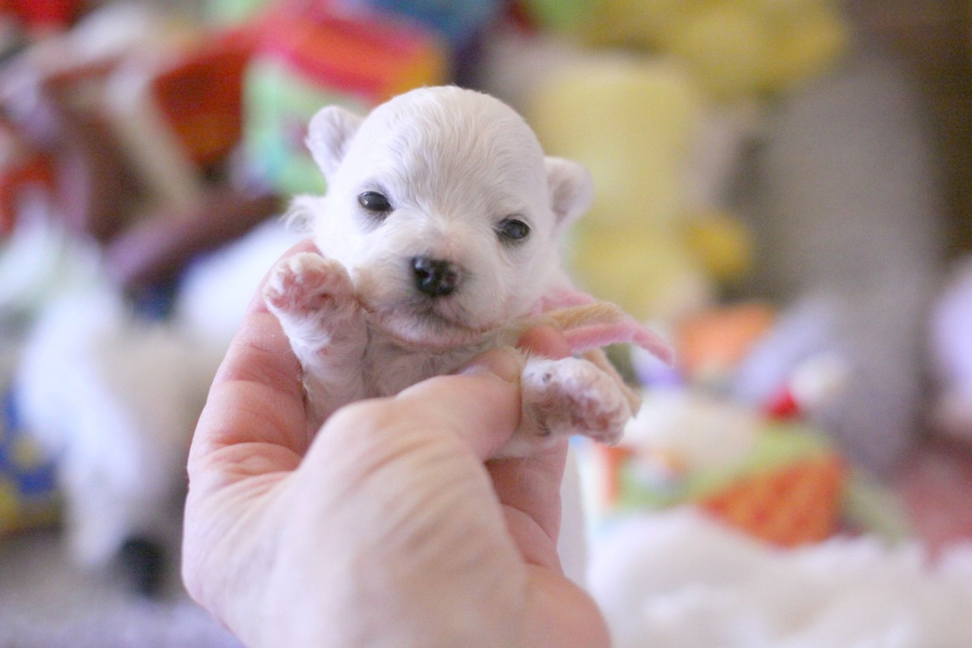 de la Felhotte - Chiots disponibles - Bichon Frise