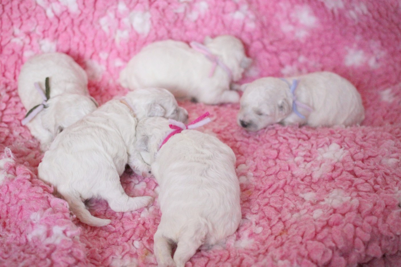 Chiot Bichon Frise de la Felhotte