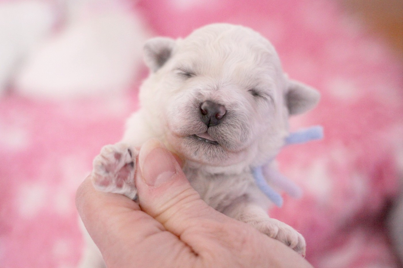 de la Felhotte - Chiots disponibles - Bichon Frise