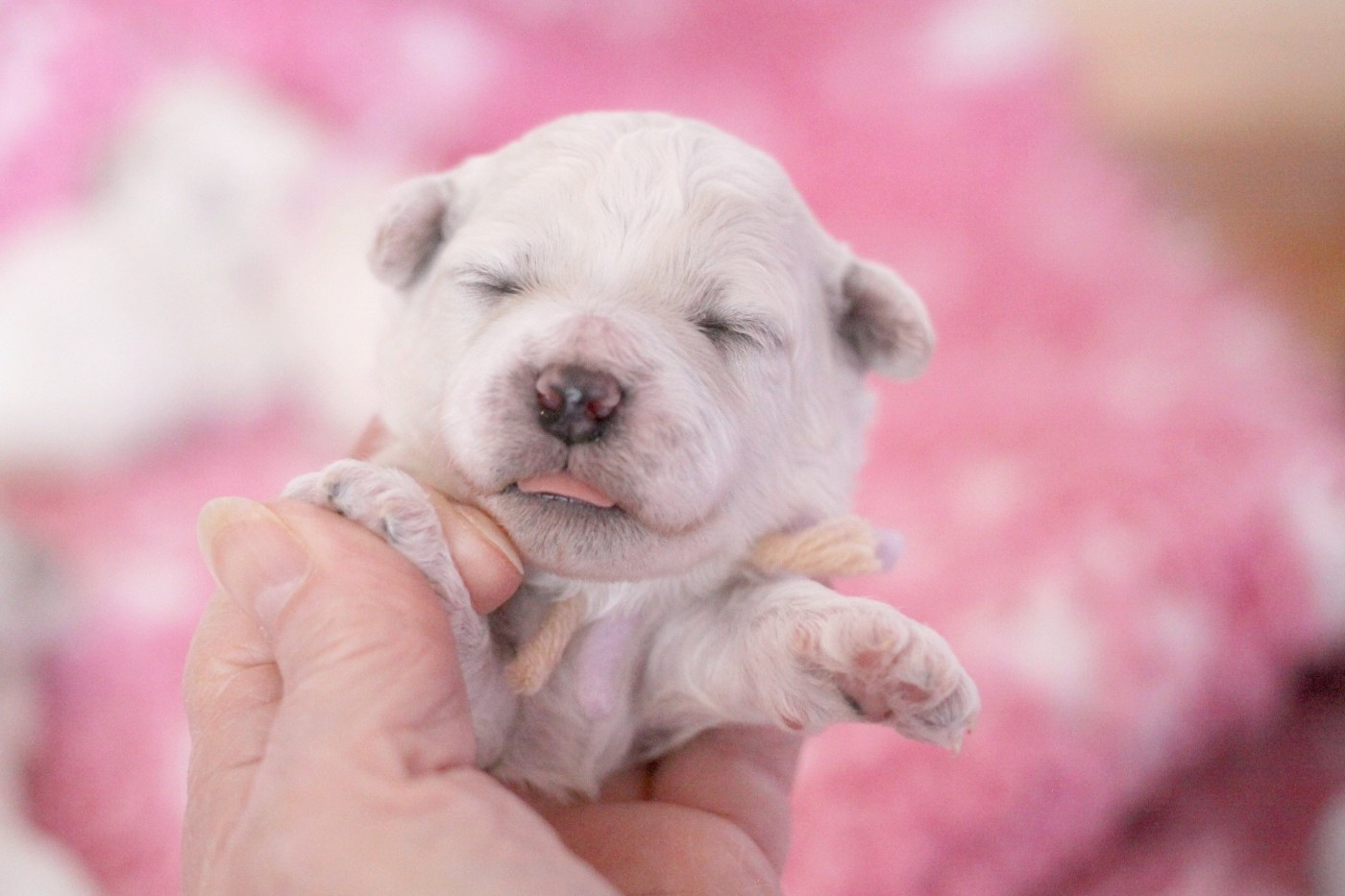 de la Felhotte - Chiots disponibles - Bichon Frise