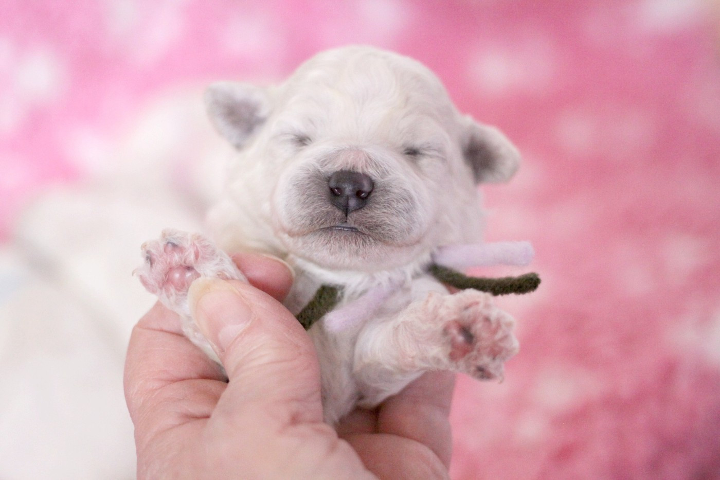 de la Felhotte - Chiots disponibles - Bichon Frise