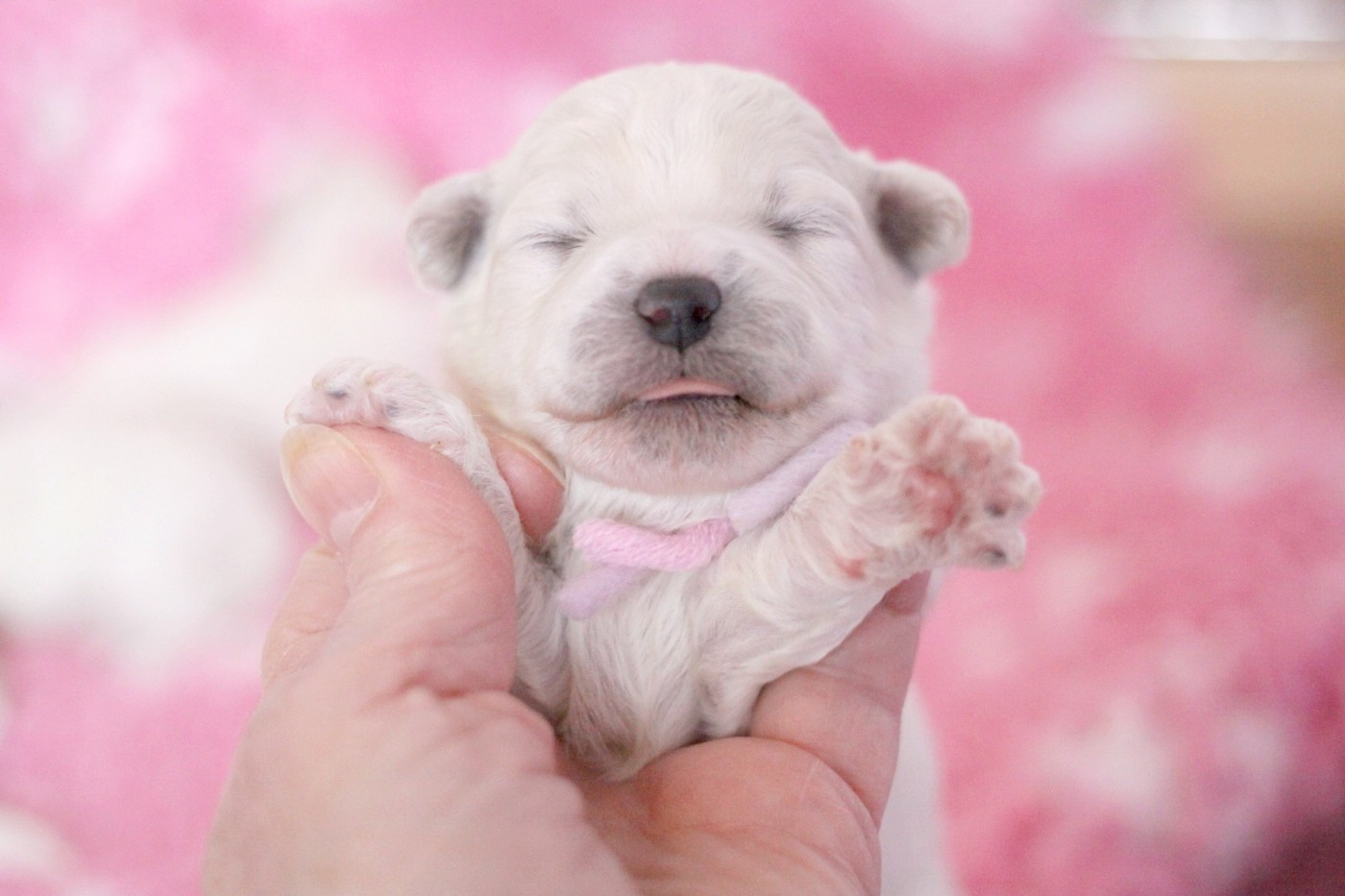 de la Felhotte - Chiots disponibles - Bichon Frise