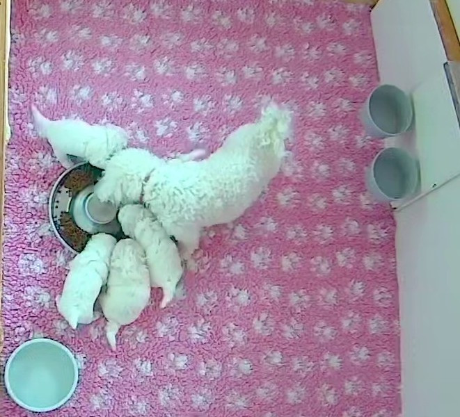 de la Felhotte - Bichon Frise - Portée née le 28/02/2026