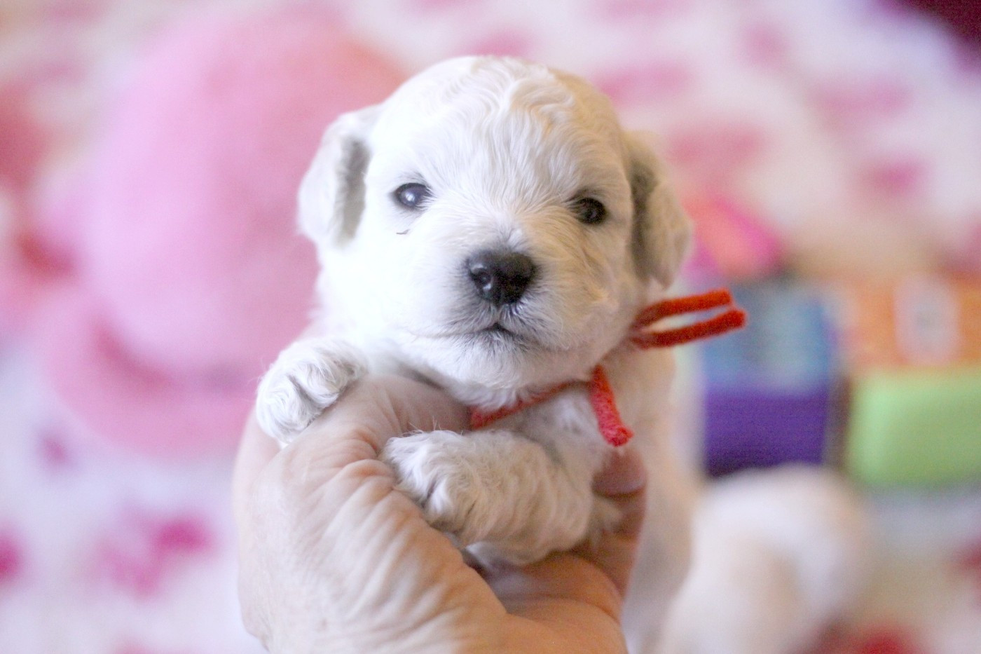 de la Felhotte - Chiots disponibles - Bichon Frise