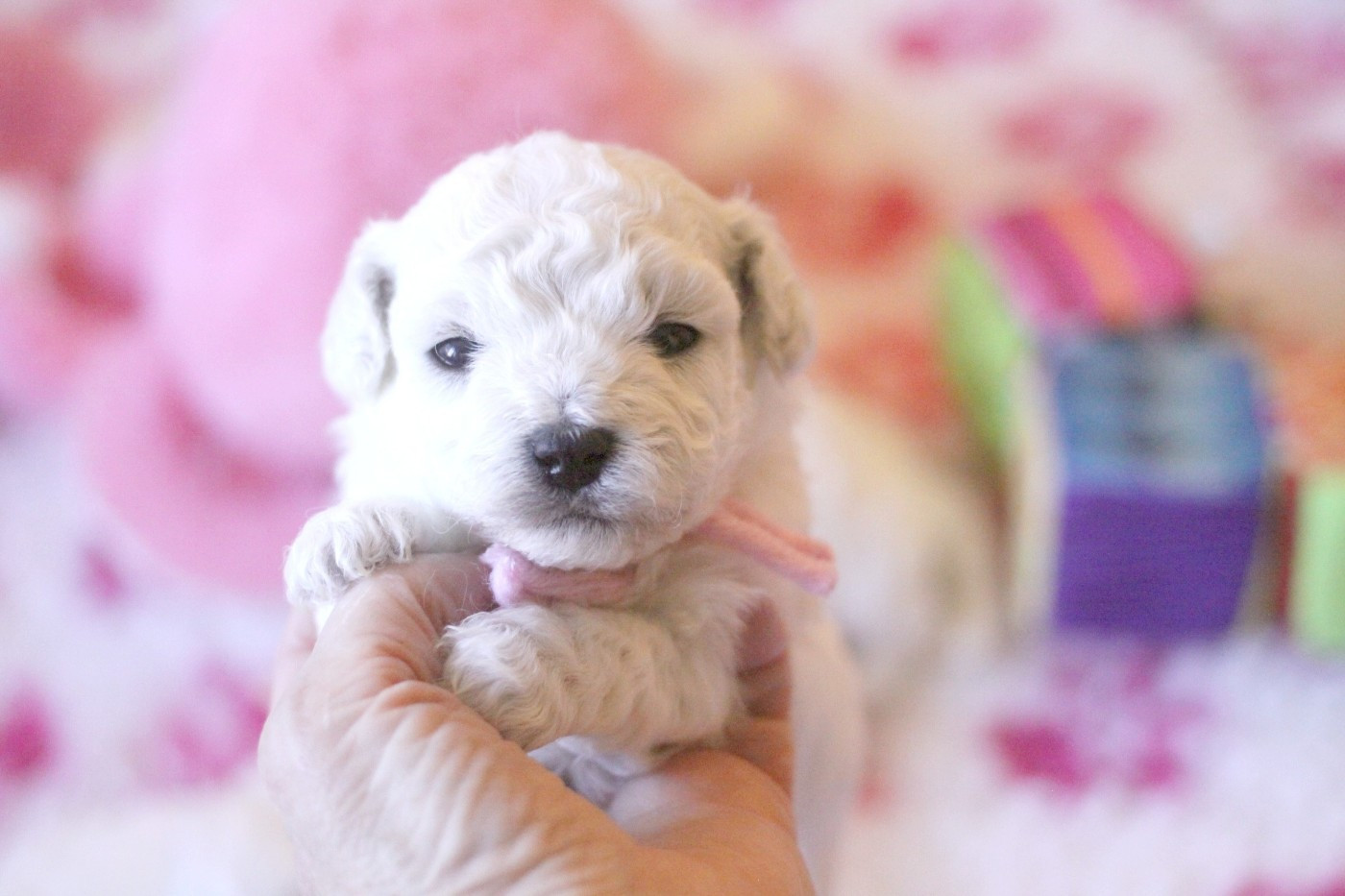 de la Felhotte - Chiots disponibles - Bichon Frise
