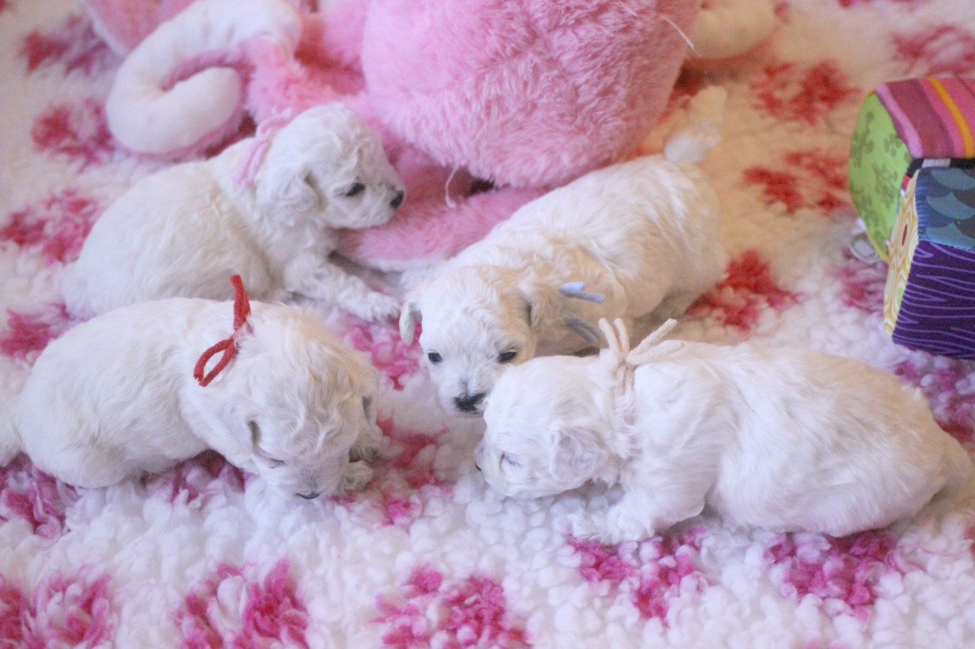 Chiot Bichon Frise de la Felhotte