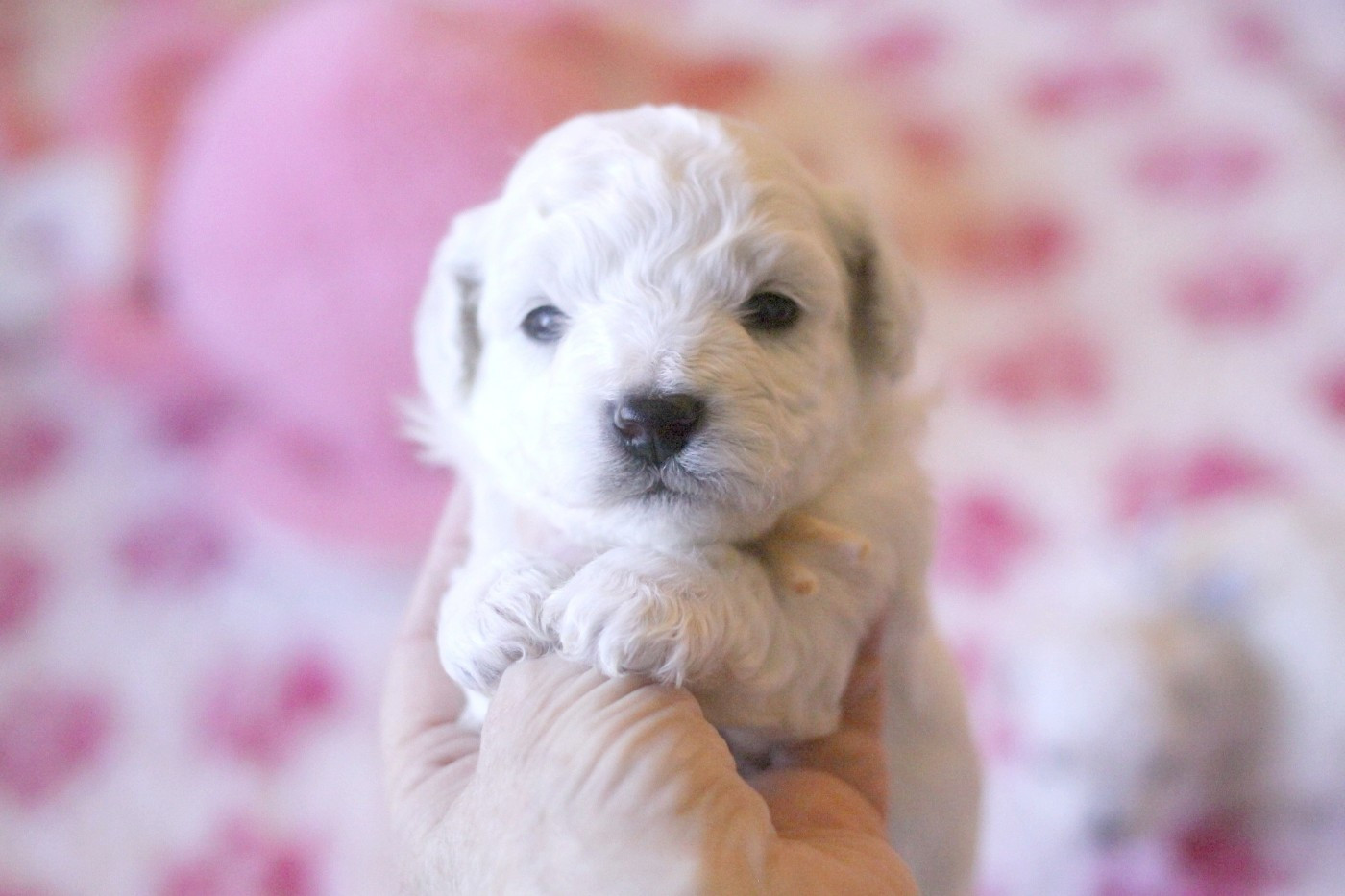 de la Felhotte - Chiots disponibles - Bichon Frise