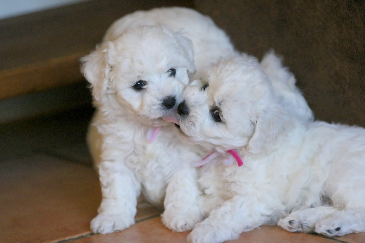 de la Felhotte - Bichon Frise - Portée née le 28/02/2026