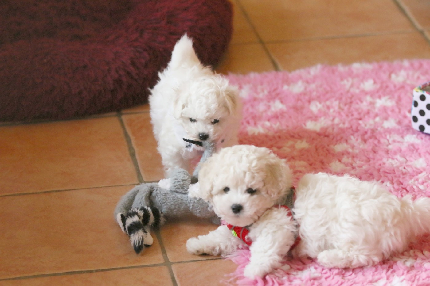 de la Felhotte - Bichon Frise - Portée née le 20/02/2026