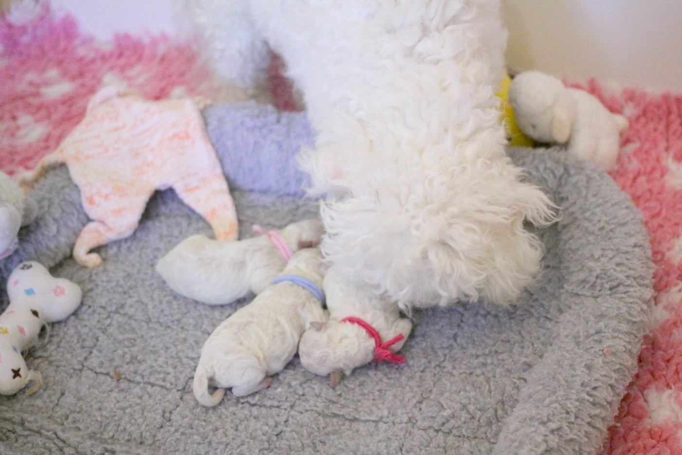 Chiot Bichon Frise de la Felhotte